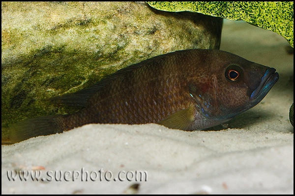 Trematochromis benthicola 'Chituta Bay'